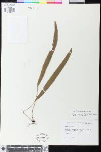 Elaphoglossum petiolatum image