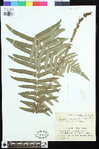 Dryopteris tokyoensis image