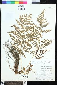 Dryopteris expansa image