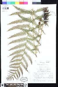 Oreopteris limbosperma image