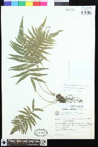 Polypodium riograndense image