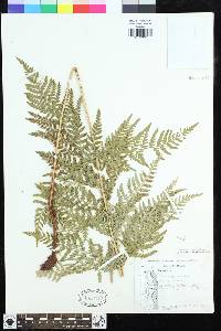 Dryopteris athamantica image