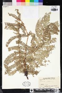 Polystichum distans image