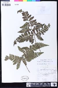 Triplophyllum hirsutum image