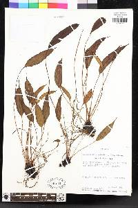 Elaphoglossum petiolosum image