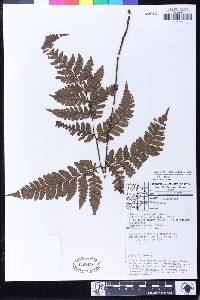 Triplophyllum hirsutum image