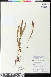 Elaphoglossum iguapense image