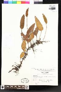 Elaphoglossum scandens image