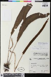 Elaphoglossum burchellii image