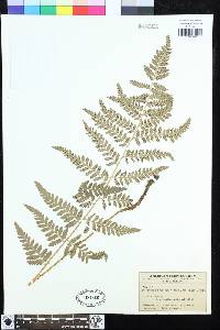 Dryopteris uliginosa image