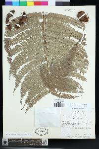 Polystichum stuebelii image