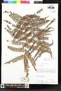 Polystichum montevidense image