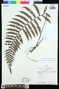 Amauropelta atrovirens image