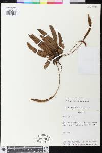 Elaphoglossum valdespinoi image