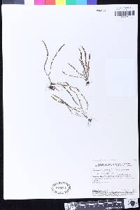 Stenogrammitis jamesonii image