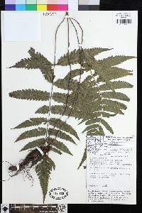 Steiropteris glandulosa image