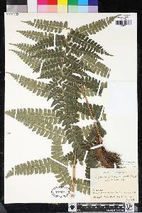 Polystichum platyphyllum image