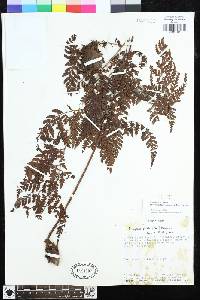 Dryopteris flaccisquama image