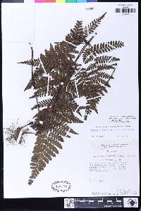 Triplophyllum hirsutum image