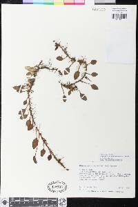 Elaphoglossum squamipes image