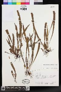 Elaphoglossum caricifolium image