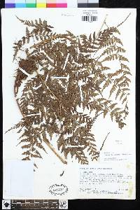 Dryopteris flaccisquama image