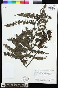 Amauropelta germaniana image