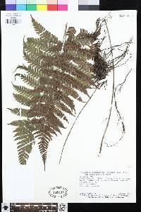 Steiropteris leprieurii image