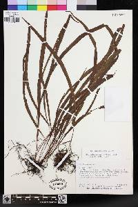 Elaphoglossum caricifolium image