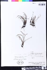 Stenogrammitis jamesonii image