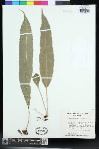 Campyloneurum tenuipes image