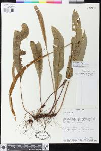 Elaphoglossum biolleyi image