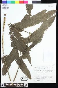 Goniopteris pennata image