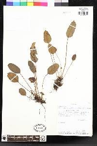 Elaphoglossum petiolosum image