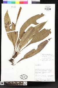 Elaphoglossum lechlerianum image
