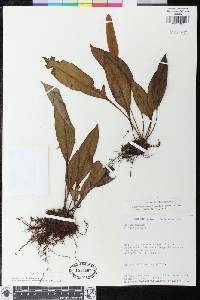 Elaphoglossum discolor image