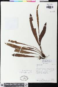 Elaphoglossum longicrure image