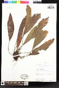 Elaphoglossum pseudoboryanum image