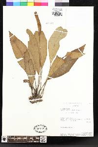 Elaphoglossum phoras image