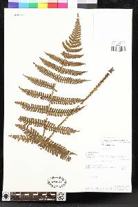 Megalastrum bolivianum image