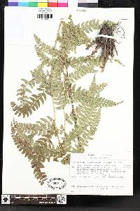 Polystichum platyphyllum image