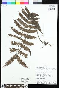 Steiropteris leprieurii image