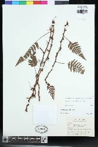 Davallia repens image