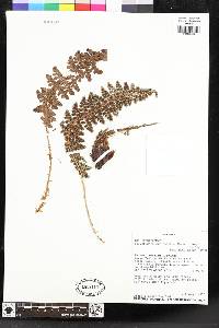 Polystichum orbiculatum image