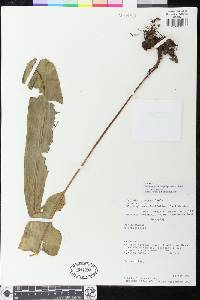 Elaphoglossum longistipitatum image