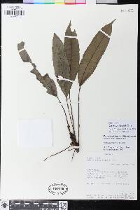 Danaea carillensis image