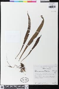 Elaphoglossum zebrinum image