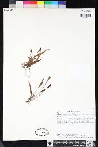 Elaphoglossum pygmaeum image