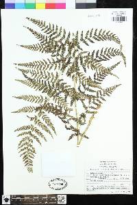 Dryopteris cinnamomea image