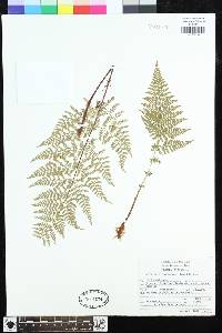 Dryopteris cinnamomea image